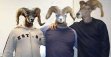 Bighorns
