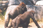 Gorillas